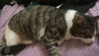 profil Jasmina