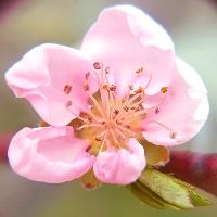 Gartenfreund