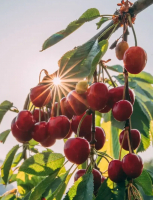 Cherry