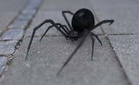 Schwarze Witwe