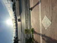 murmeli