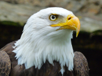Seeadler
