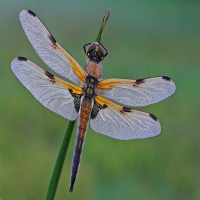 Libelle