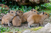 profil Capibara
