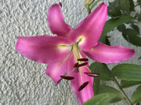 MaBelle34