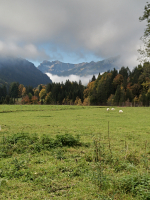 Allgäuer 54